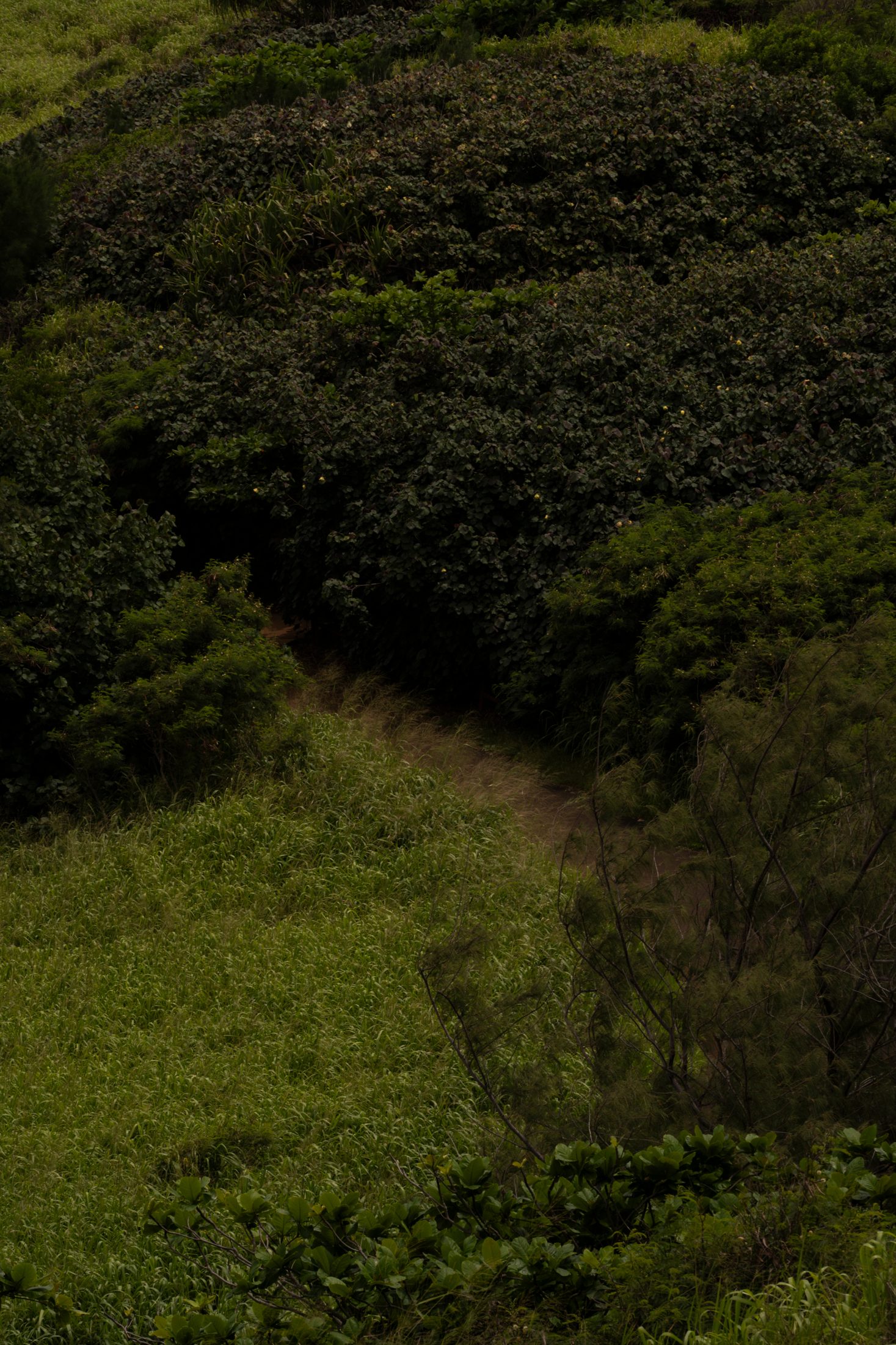 Tropical forest, Kauaʻi